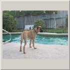 Ginger and Clints 11-07 Chaucer aka Winston 08b.jpg